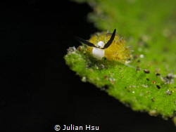Costasiella sp.
@Tulamben by Julian Hsu 